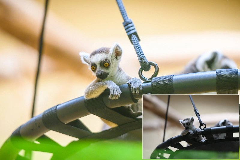 Lemur catta Kind auf Schaukel